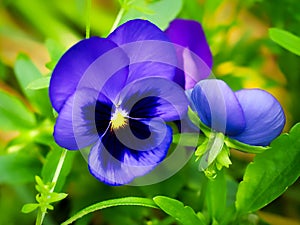 Deep Blue Pansies