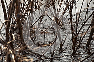 Deep blue river flow across a forest. Brown twigs of the trees grow in it. Light of a sun is reflecting in the water like a diamon