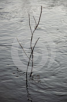 Deep blue river flow across a forest. Brown twigs of the trees grow in it. Light of a sun is reflecting in the water like a diamon