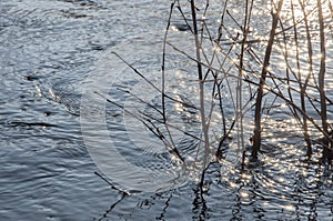 Deep blue river flow across a forest. Brown twigs of the trees grow in it. Light of a sun is reflecting in the water like a diamon