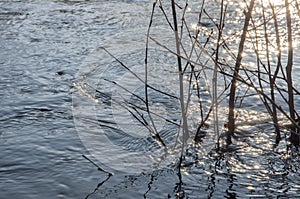 Deep blue river flow across a forest. Brown twigs of the trees grow in it. Light of a sun is reflecting in the water like a diamon