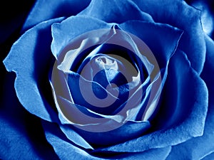 Deep blue rose
