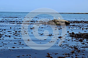 Deep blue sea with floating seaweed and two seagulls on a rock at Staithes