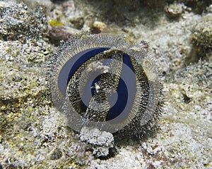 Deep Blue Sea Urchin off Balicasag Island, Philippines