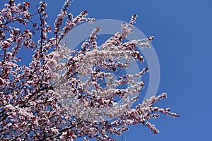 Deep blue sky and branches of blossoming purple-leaved prunus pissardii in April