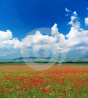 Deep blue sky and poppy meadow