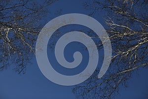 Deep blue winter sky with birch branches.