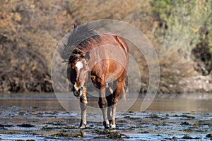 Deep brown bay wild horse stallion shaking his mane while standing in the Salt Rive near Mesa Arizona United States