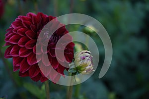 Deep burgundy dahlia bloom formal decorative type against a background of other dahlias and foliage,beautiful flowers,close-up