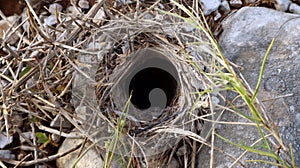 Deep burrow of a wolf spider in the ground. Lycosidae, Hogna. Spain mountains.