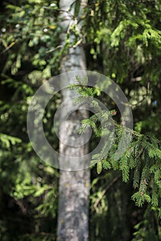 Deep calm summer forest, fairytale scenery