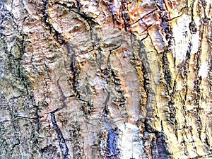 Deep closeup tree bark pattern