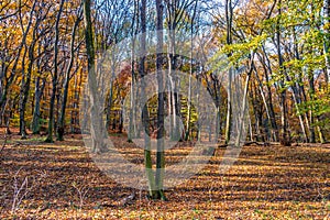 Deep in colorful autumn forest in November, Bratislava, Slovakia