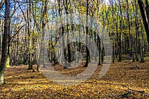 Deep in colorful autumn forest in November, Bratislava, Slovakia