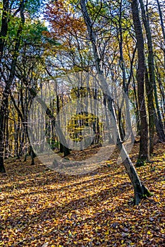 Deep in colorful autumn forest in November, Bratislava, Slovakia