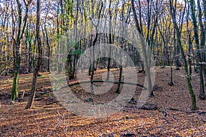 Deep in colorful autumn forest in November, Bratislava, Slovakia