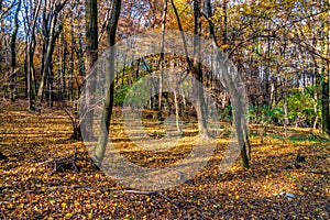 Deep in colorful autumn forest in November, Bratislava, Slovakia