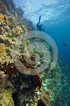 Deep coral-reef with blue water & diver