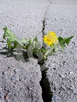 Deep crack on the asphalt. Blooming dandelion growing in the crack of a asphalt road. Closeup.