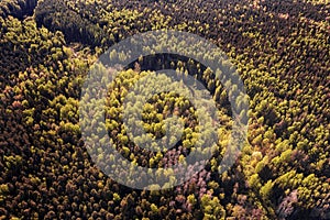 Deep dark forest aerial view