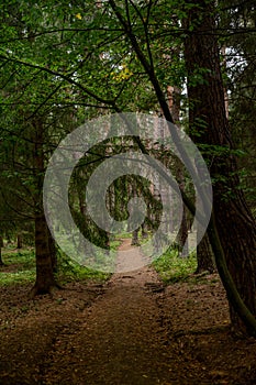 Fantastic view in deep forest