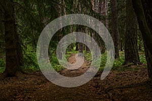 Path in the deep forest. Deep dark forest