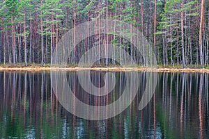 deep dark forest lake with reflections of trees and green foliage