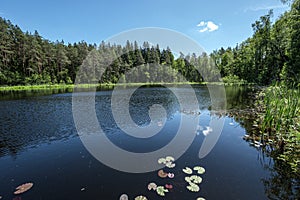 deep dark forest lake with reflections of trees and green foliage