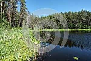 deep dark forest lake with reflections of trees and green foliage