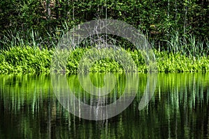 deep dark forest lake with reflections of trees and green foliage