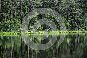 deep dark forest lake with reflections of trees and green foliage