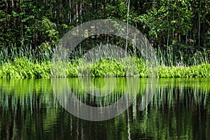 deep dark forest lake with reflections of trees and green foliage