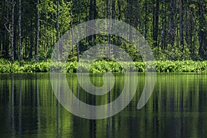 deep dark forest lake with reflections of trees and green foliage