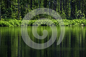 deep dark forest lake with reflections of trees and green foliage