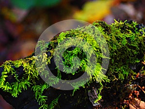 Deep dark forest with trees full of green moss