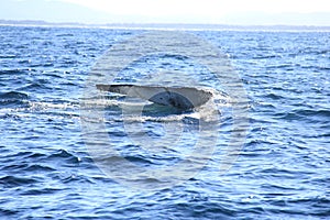 Deep diving Hump Back Whale Australia