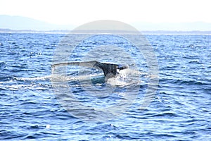 Deep diving Hump Back Whale Australia