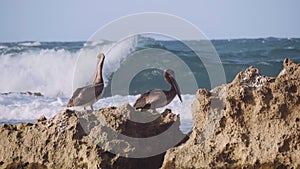 Deep diving pelicans in Puerto Rico.