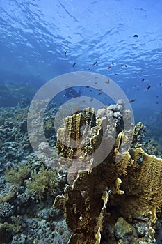 Deep Doral-Reef with fish photo