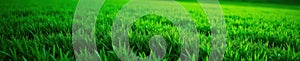 Deep emerald golf course grass, intricate pattern , plant, healthy, leaf