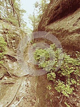 Deep entrance path in sandstone block. Historical path through forest