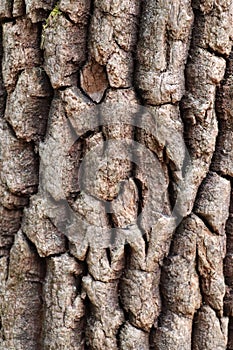 Deep fissured brown tree bark