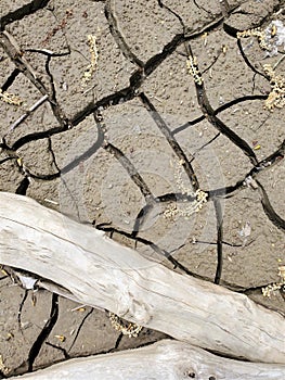 Aerial view dried mud cracks with bleached tree branch