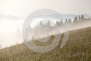 Deep fog over the mountains at sunrise, dewy meadow in the foreground. Ð¡arpathians