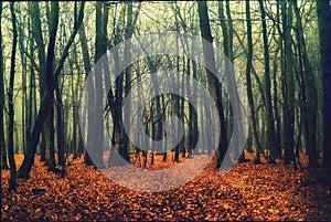 Deep into the fogy forest