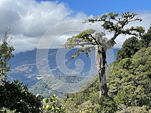 Deep forest in Boquete, Panama