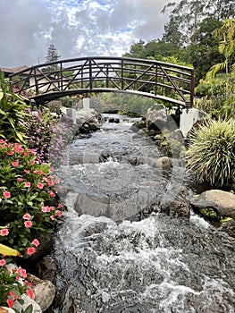 Deep forest in Boquete, Panama