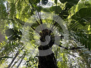 Deep forest in Boquete, Panama