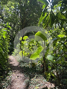 Deep forest in Boquete, Panama