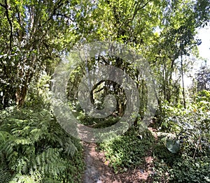 Deep forest in Boquete, Panama